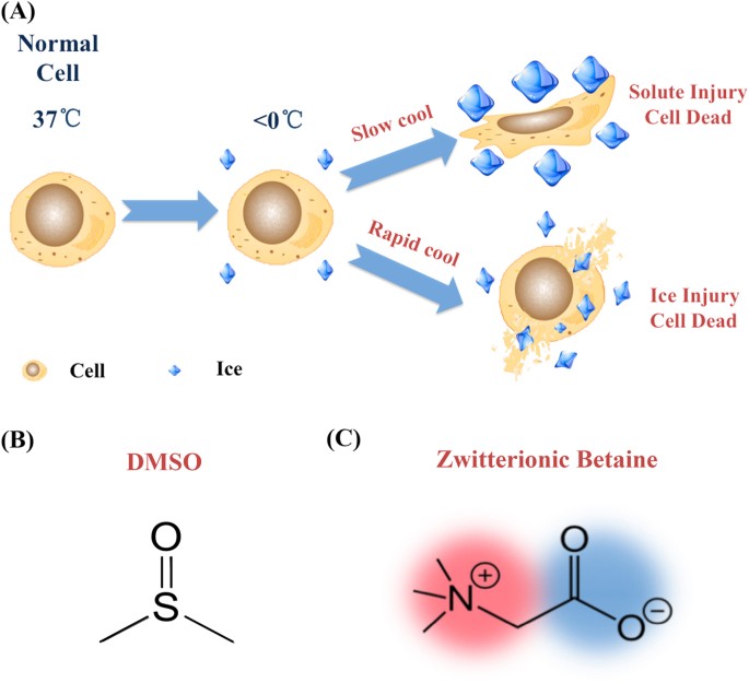Natural Zwitterionic Betaine Enables Cells To Survive Ultrarapid Cryopreservation Scientific Reports