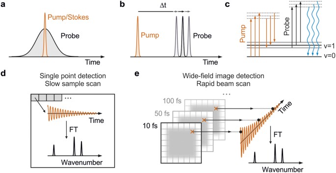 Wide-Field Detected Fourier Transform CARS Microscopy | Scientific Reports