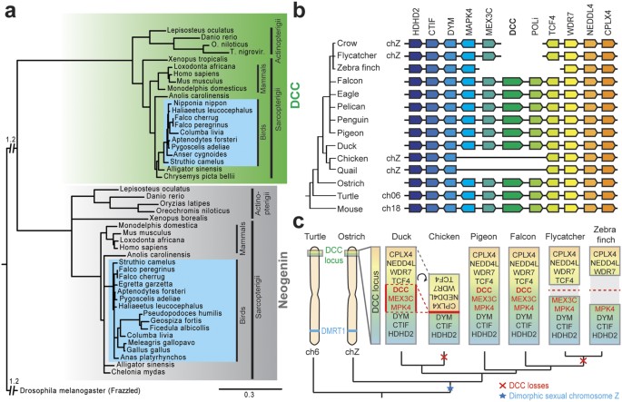 Recurrent Dcc Gene Losses During Bird Evolution Scientific Reports