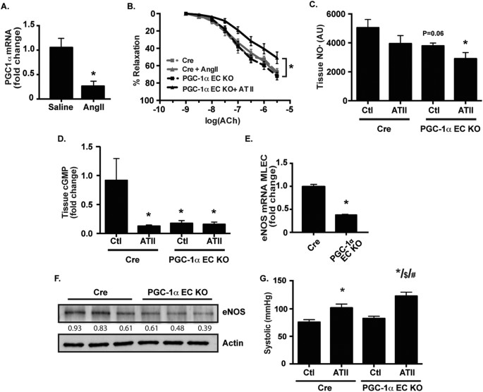 Pgc-1α dictates endothelial function through regulation of enos expression