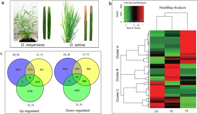 Transcriptome Analysis Confers A Complex Disease Resistance Network In Wild Rice Oryza Meyeriana Against Xanthomonas Oryzae Pv Oryzae Scientific Reports Transcriptome Analysis Confers A Complex Disease Resistance Network In Wild Rice Oryza Meyeriana Against Xanthomonas Oryzae Pv Oryzae Scientific Reports