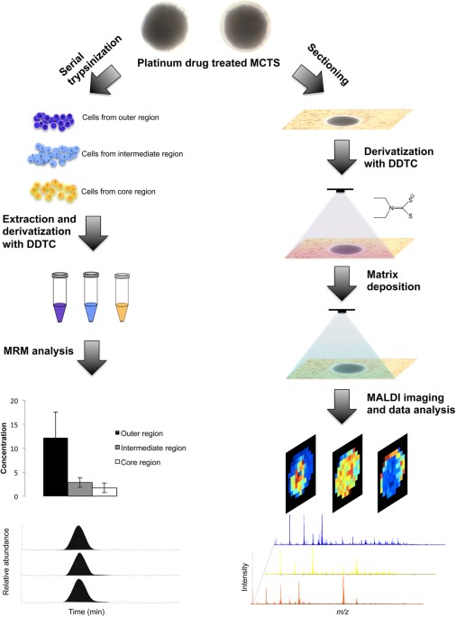 kinetic study on the reactions of platinum drugs with glutathione Oxidative Stress Induced by Pt(IV) Pro-drugs Based Cisplatin Scaffold and Indole Carboxylic Acids in Axial Position Frontiers | Glutathione S-conjugates as