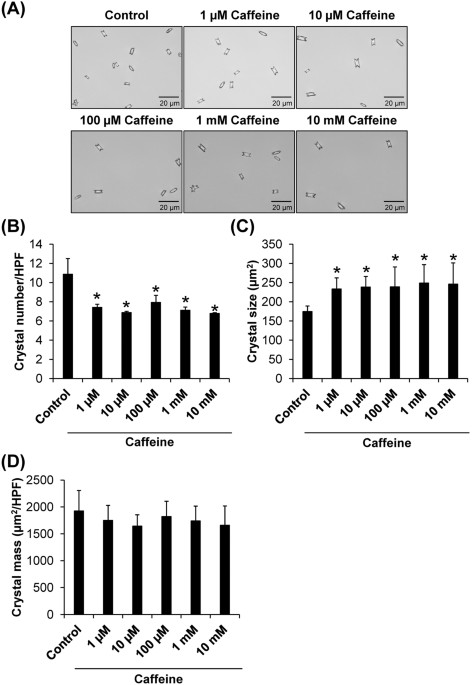 Caffeine Prevents Kidney Stone Formation By Translocation Of Apical Surface Annexin A1 Crystal Binding Protein Into Cytoplasm In Vitro Evidence Scientific Reports