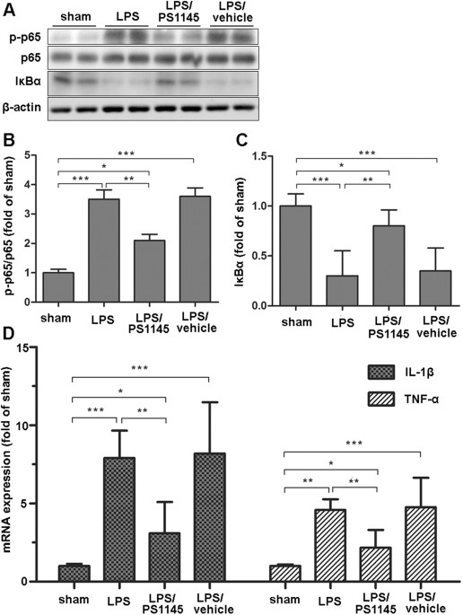 Hypothalamic activation is essential for endotoxemia-induced acute muscle wasting