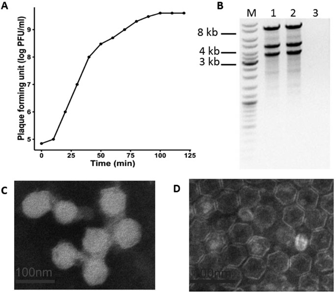 Characterization of the first double-stranded rna bacteriophage infecting pseudomonas aeruginosa