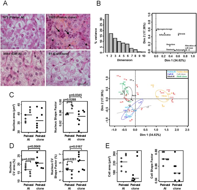 Altered dna methylation associated with an abnormal liver phenotype in a cattle model with a high incidence of perinatal pathologies