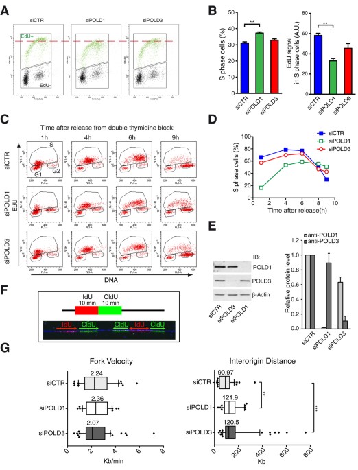 roles of human pold1 and pold3 in