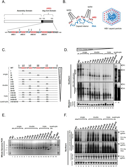 Hbv maintains electrostatic homeostasis by modulating negative charges from phosphoserine and encapsidated nucleic acids