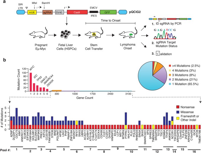 A crispr/cas9 functional screen identifies rare tumor suppressors