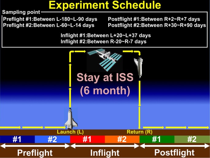 Changes in mitochondrial homeostasis and redox status in astronauts following long stays in space