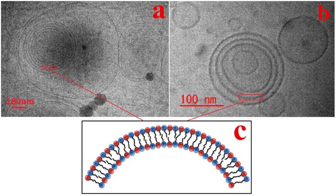 A Light Responsive Self Assembly Formed By A Cationic Azobenzene Derivative And Sds As A Drug Delivery System Scientific Reports sds as a drug delivery system
