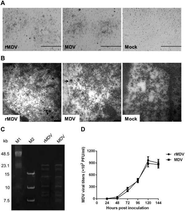 Recombinant marek’s disease virus type 1 provides full protection against very virulent marek’s and infectious bursal disease viruses in chickens