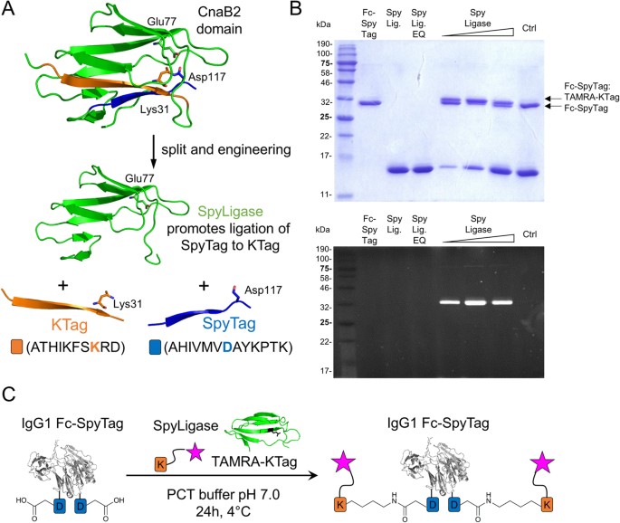 Spontaneous isopeptide bond formation as a powerful tool for engineering site-specific antibody-drug conjugates