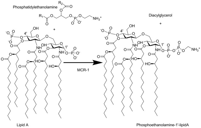 Insights into the Mechanistic Basis of Plasmid-Mediated Colistin Resistance from Crystal Structures of the Catalytic Domain of MCR-1