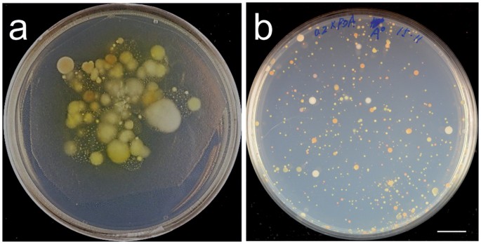 The isolation and characterization of resident yeasts from the phylloplane of arabidopsis thaliana
