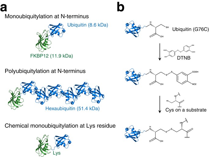 Ubiquitylation directly induces fold destabilization of proteins
