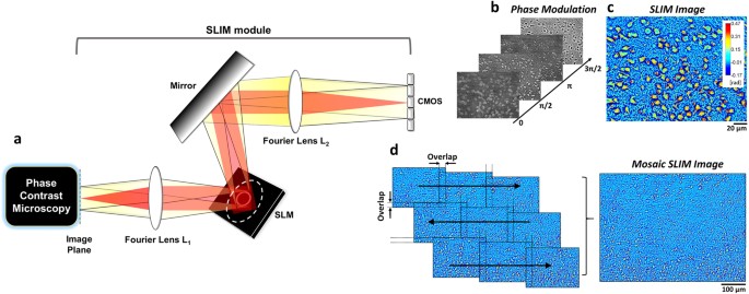 Label-free, multi-scale imaging of ex-vivo mouse brain using spatial light  interference microscopy | Scientific Reports