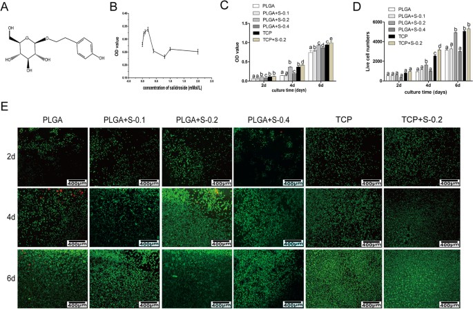 Salidroside Promotes Peripheral Nerve Regeneration Based On Tissue Engineering Strategy Using Schwann Cells And Plga In Vitro And In Vivo Scientific Reports