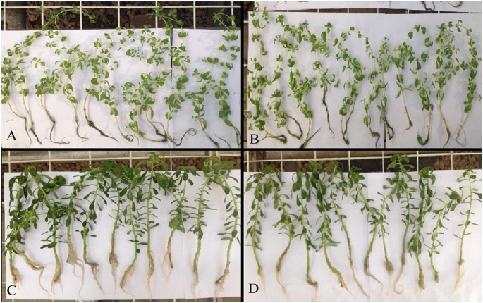Metabolic profiling of root exudates from two ecotypes of sedum alfredii treated with pb based on gc-ms