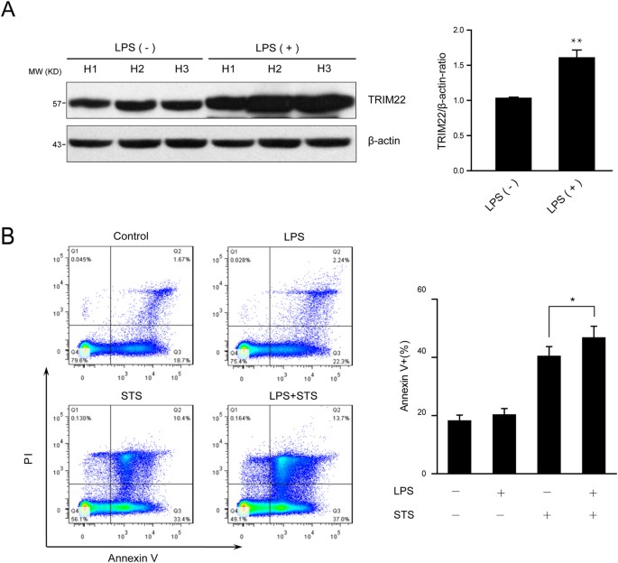 Trim22-mediated apoptosis is associated with bak oligomerization in monocytes