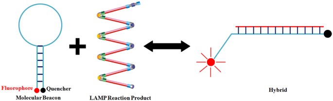 Establishment Of An Accurate And Fast Detection Method Using Molecular Beacons In Loop Mediated Isothermal Amplification Assay Scientific Reports Establishment Of An Accurate And Fast Detection Method Using Molecular Beacons In Loop Mediated Isothermal Amplification Assay Scientific Reports