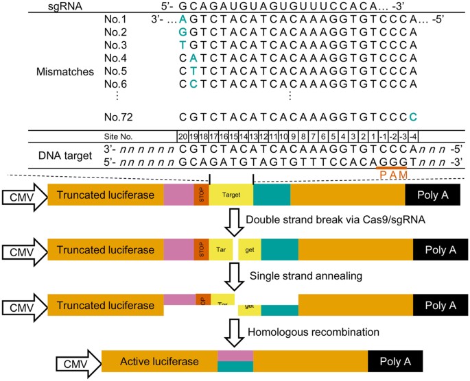 Profiling Single Guide Rna Specificity Reveals A Mismatch Sensitive Core Sequence Scientific Reports