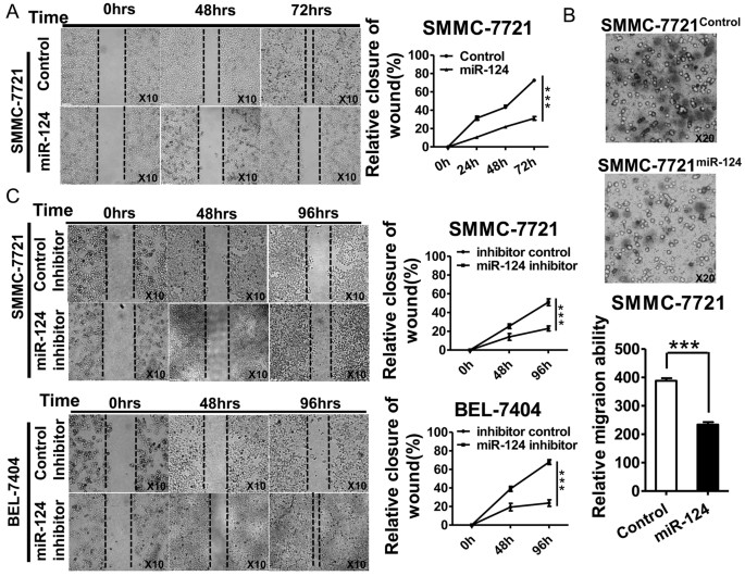 Mir 124 Inhibits The Migration And Invasion Of Human Hepatocellular Carcinoma Cells By Suppressing Integrin Av Expression Scientific Reports Mir 124 Inhibits The Migration And Invasion Of Human Hepatocellular Carcinoma Cells By Suppressing Integrin Av Expression Scientific Reports
