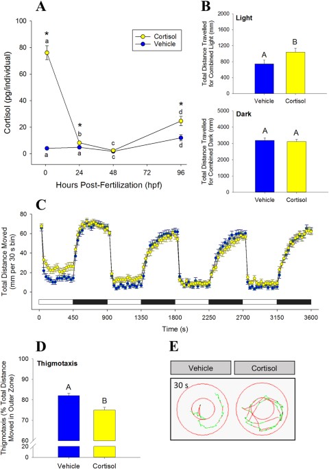 Maternal Cortisol Stimulates Neurogenesis And Affects Larval Behaviour In Zebrafish Scientific Reports Maternal Cortisol Stimulates Neurogenesis And Affects Larval Behaviour In Zebrafish Scientific Reports