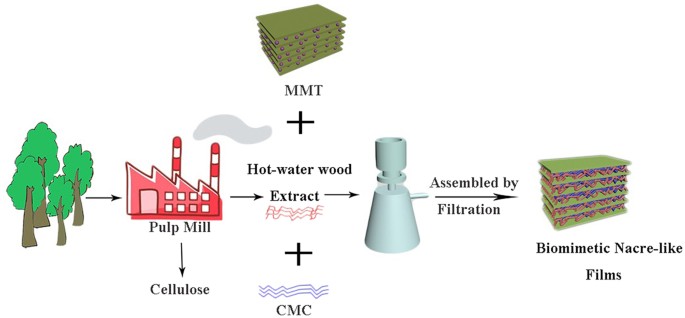 Facile synthesis of high strength hot-water wood extract films with  oxygen-barrier performance | Scientific Reports