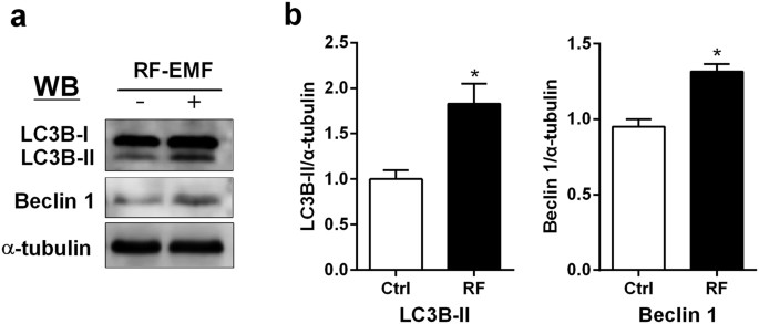 Long-term exposure to 835 MHz RF-EMF induces hyperactivity