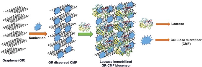 A Novel Laccase Biosensor Based On Laccase Immobilized Graphene Cellulose Microfiber Composite Modified Screen Printed Carbon Electrode For Sensitive Determination Of Catechol Scientific Reports