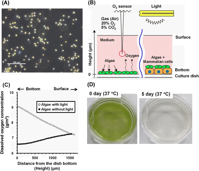 Thicker three-dimensional tissue from a “symbiotic recycling system”  combining mammalian cells and algae | Scientific Reports