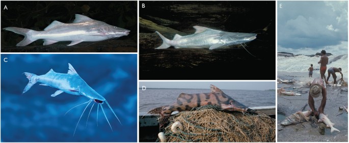 Goliath catfish spawning in the far western Amazon confirmed by the  distribution of mature adults, drifting larvae and migrating juveniles |  Scientific Reports
