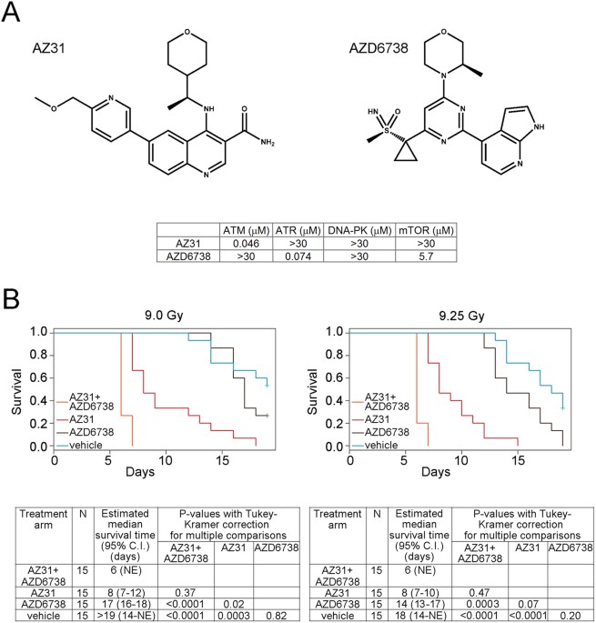 pharmacologic atm but not atr kinase