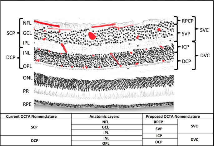Detailed Vascular Anatomy Of The Human Retina By Projection Resolved Optical Coherence Tomography Angiography Scientific Reports Detailed Vascular Anatomy Of The Human Retina By Projection Resolved Optical Coherence Tomography Angiography Scientific Reports