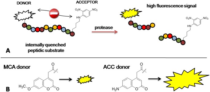 Highly Sensitive And Adaptable Fluorescence Quenched Pair Discloses The Substrate Specificity Profiles In Diverse Protease Families Scientific Reports