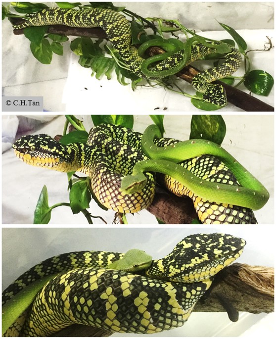 Venomics of Tropidolaemus wagleri, the 