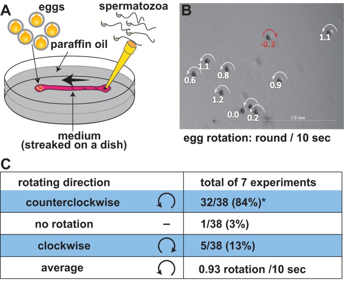 The mechanics clarifying counterclockwise rotation in most IVF eggs in mice