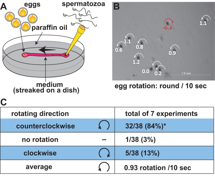 The mechanics clarifying counterclockwise rotation in most IVF