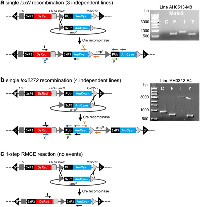 Cre/lox-Recombinase-Mediated Cassette Exchange for Reversible Site-Specific  Genomic Targeting of the Disease Vector, Aedes aegypti | Scientific Reports