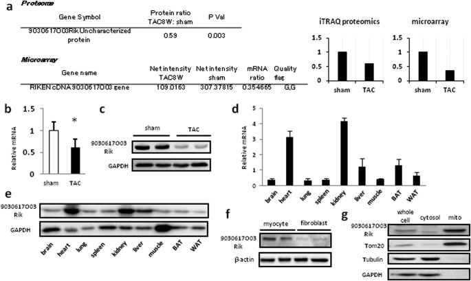 D Glutamate Is Metabolized In The Heart Mitochondria Scientific Reports