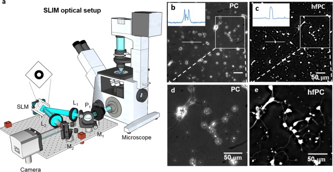 Instantly Related Drama Halo-free Phase Contrast Microscopy | Scientific Reports