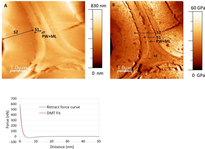 Bioinspired Lignocellulosic Films To Understand The Mechanical Properties Of Lignified Plant Cell Walls At Nanoscale Scientific Reports
