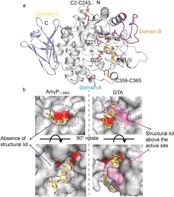 Crystal Structure Of A Raw Starch Degrading Bacterial A Amylase Belonging To Subfamily 37 Of The Glycoside Hydrolase Family Gh13 Scientific Reports