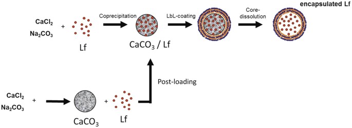 Formulation For Oral Delivery Of Lactoferrin Based On Bovine Serum Albumin And Tannic Acid Multilayer Microcapsules Scientific Reports