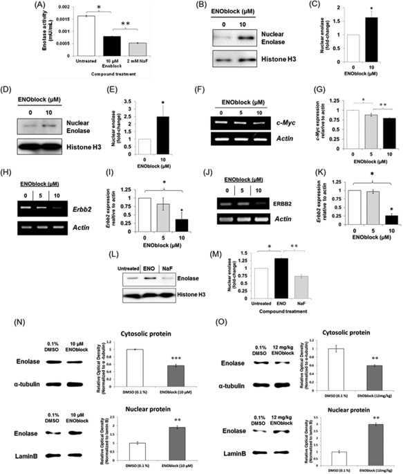 Enoblock A Unique Small Molecule Inhibitor Of The Non Glycolytic Functions Of Enolase Alleviates The Symptoms Of Type 2 Diabetes Scientific Reports