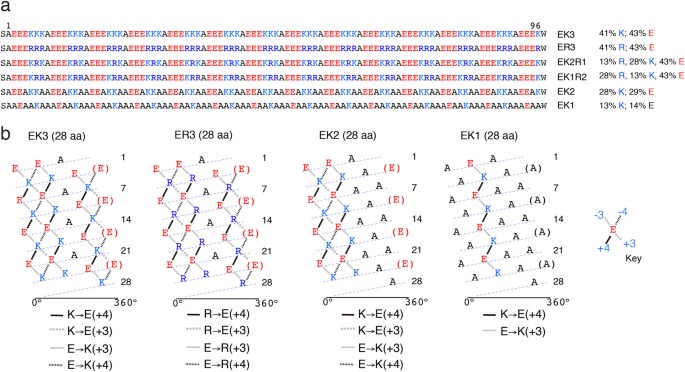 Characterization Of Long And Stable De Novo Single Alpha Helix Domains Provides Novel Insight Into Their Stability Scientific Reports