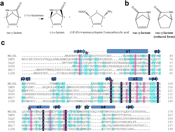 Structural Insights Into The G Lactamase Activity And Substrate Enantioselectivity Of An Isochorismatase Like Hydrolase From Microbacterium Hydrocarbonoxydans Scientific Reports