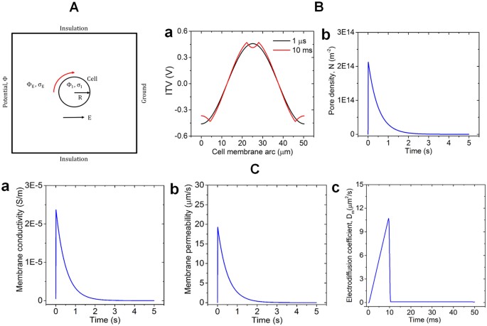 Magneto-elasto-electroporation (MEEP): In-vitro visualization and numerical  characteristics