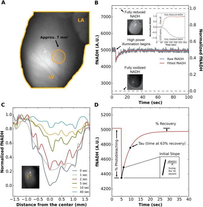 Enzyme Dependent Fluorescence Recovery Of Nadh After Photobleaching To Assess Dehydrogenase Activity Of Isolated Perfused Hearts Scientific Reports